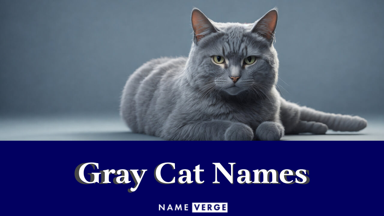 Gray Cat Names: 434+ Best Names Your Silver Cats Will Love