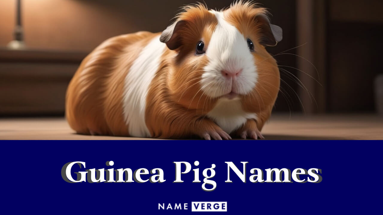 Guinea Pig Names: 444+ Funny Names For Your Cute Pet