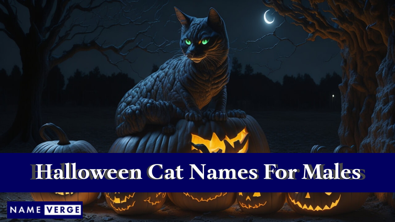 Halloween Cat Names For Males