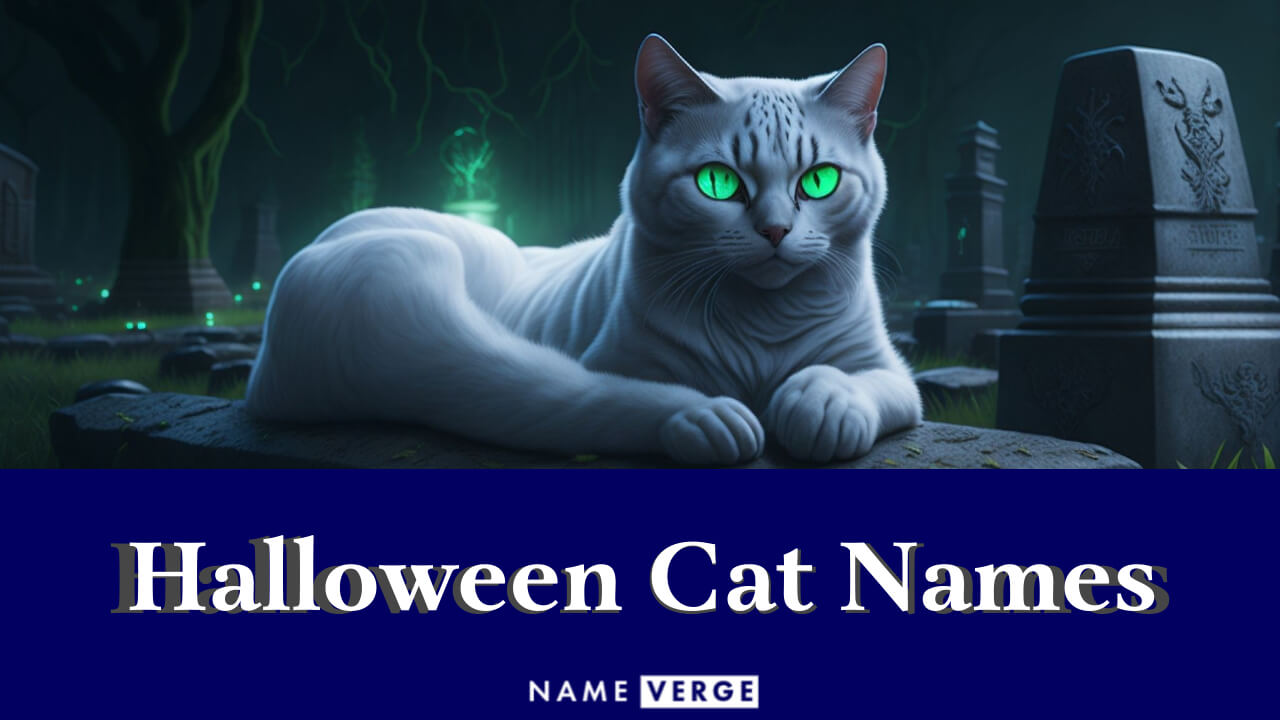 Halloween Cat Names: 252+ Cute Halloween Cat Names