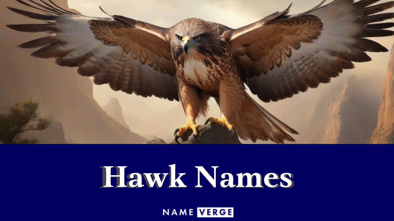 Hawk Names: 414+ Cool Names For Your Ruler Of The Sky