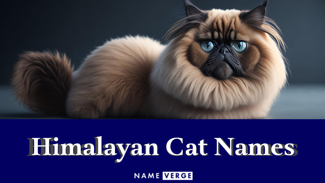 Himalayan Cat Names: 330+ Cute Himalayan Cat Names
