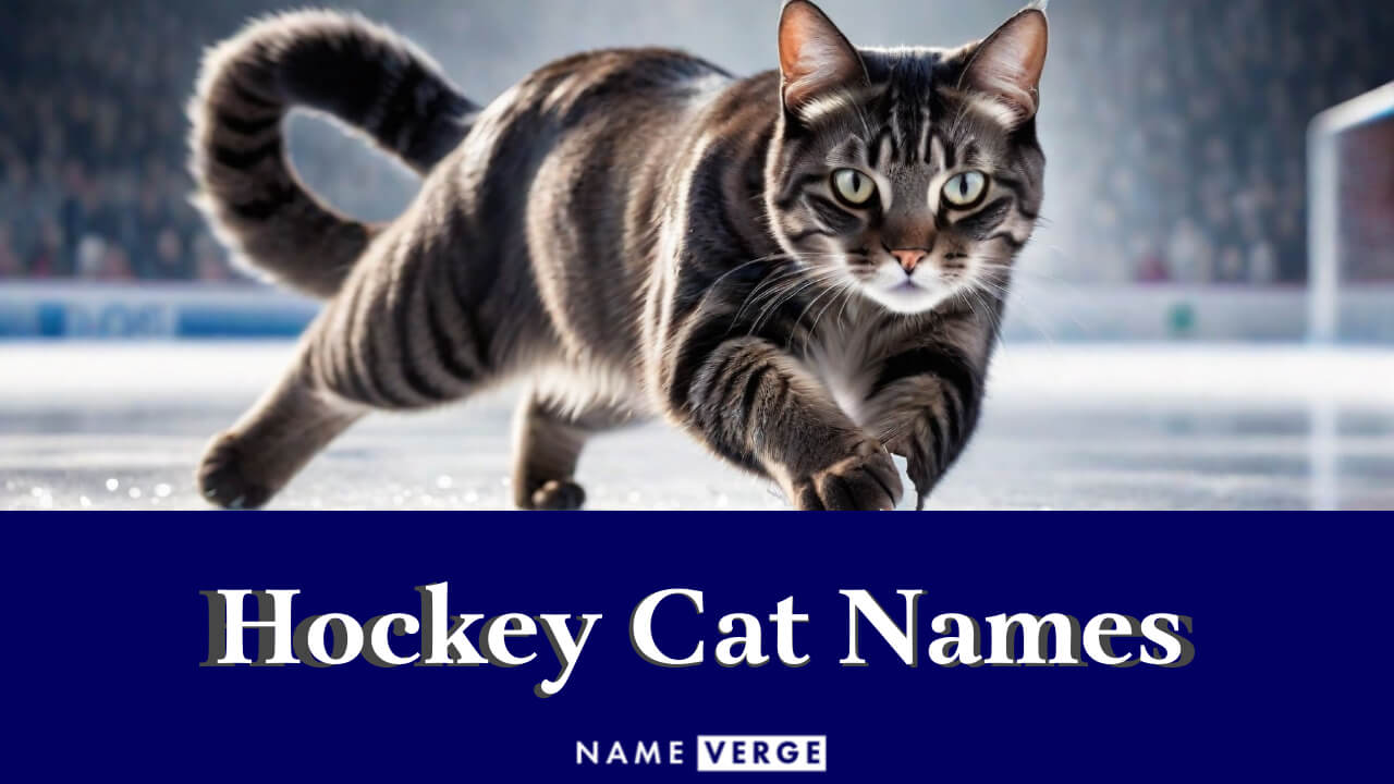 Hockey Cat Names: 262+ Goal-Winning Names For Your Cat