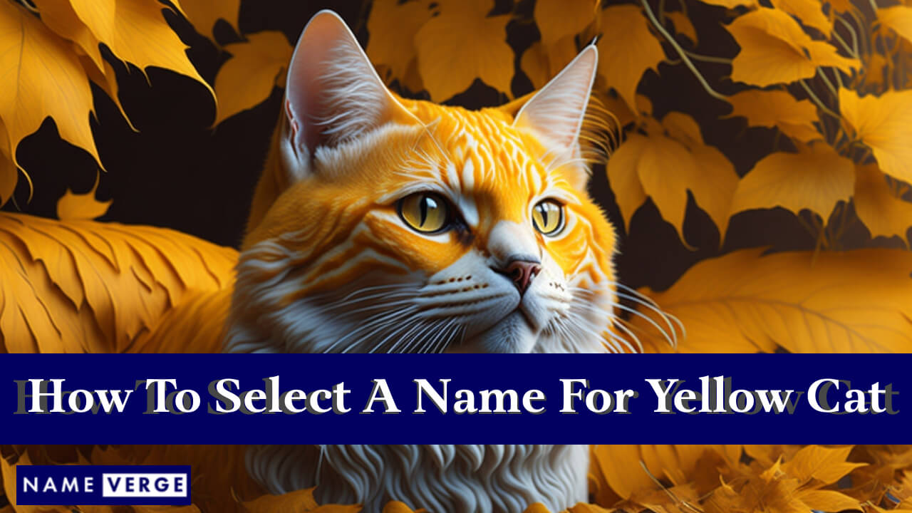 How To Select A Name For Your Yellow Cat