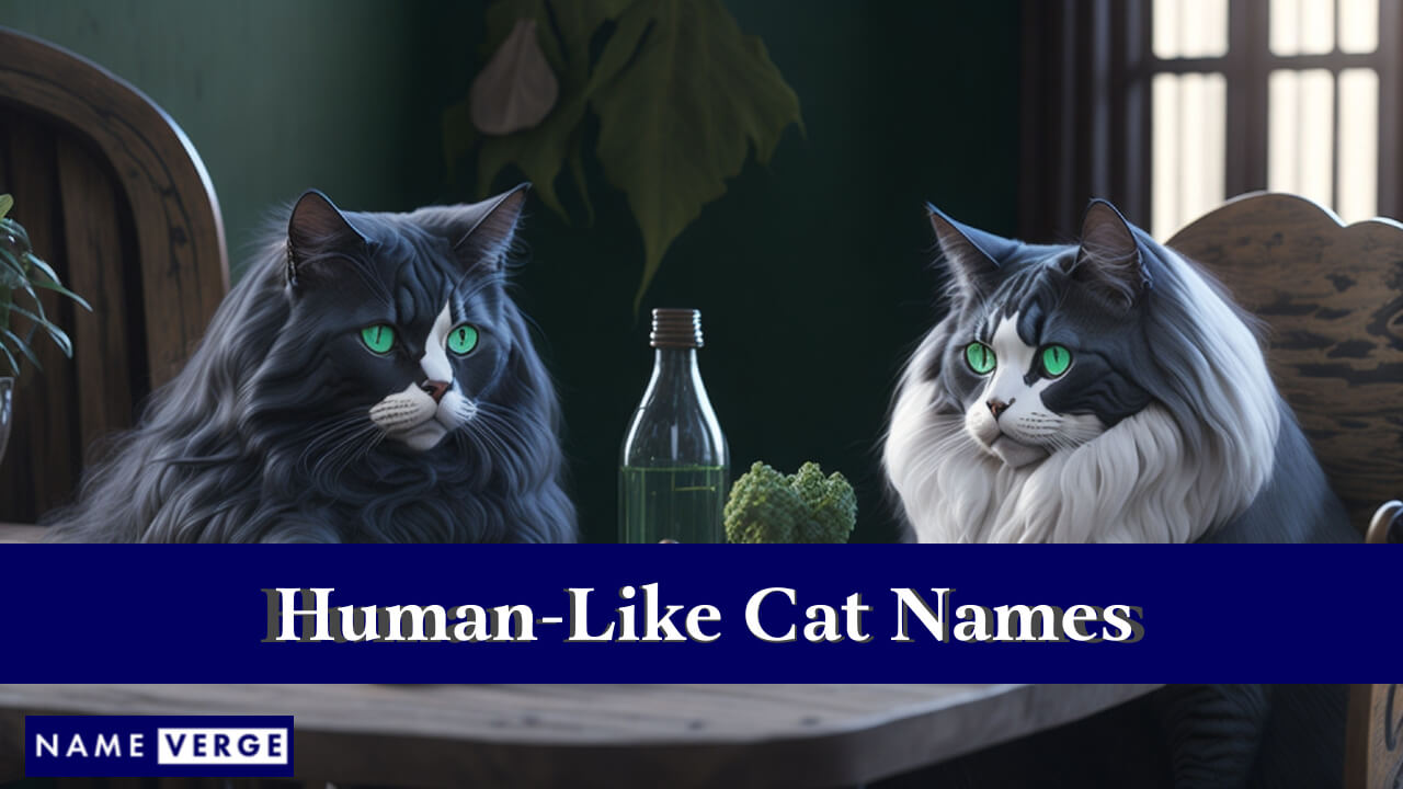 Human-Like Cat Names