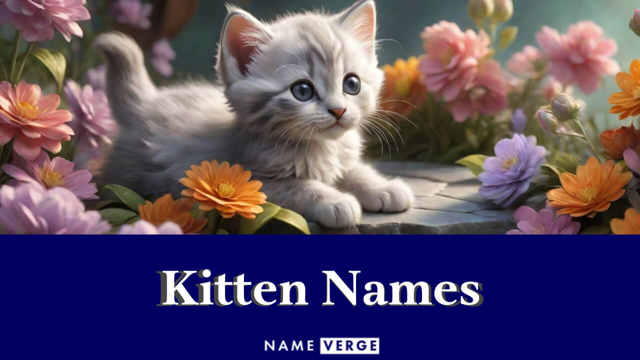 Kitten Names: 711+ Cute Names For Your Kitten Boy & Girl
