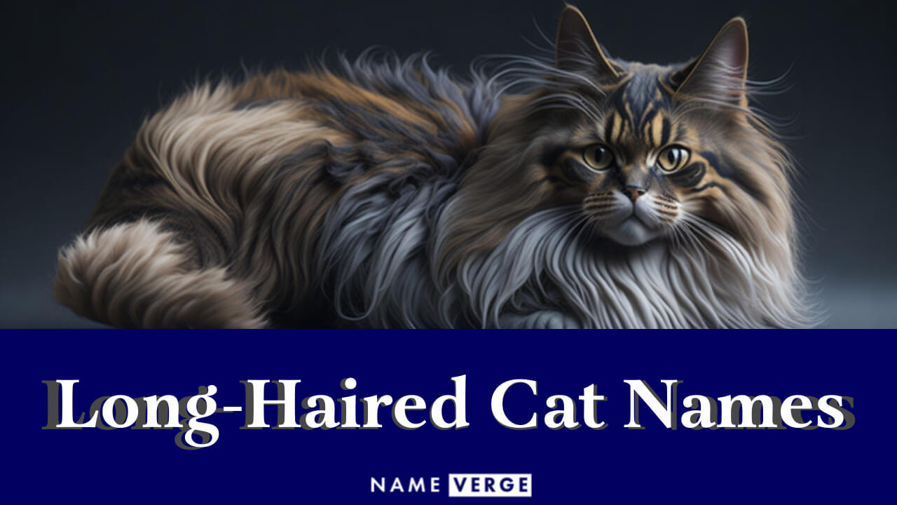 Long-Haired Cat Names: 260 Cute Name Ideas For Your Cat