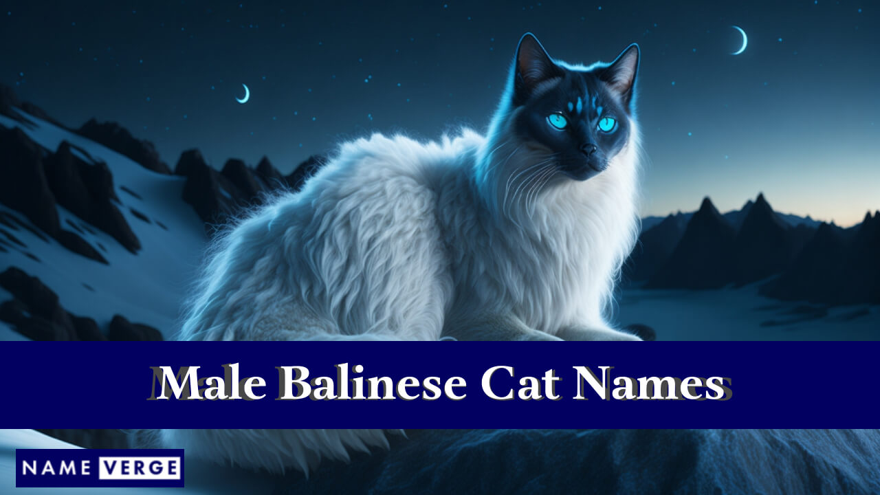 Male Balinese Cat Names