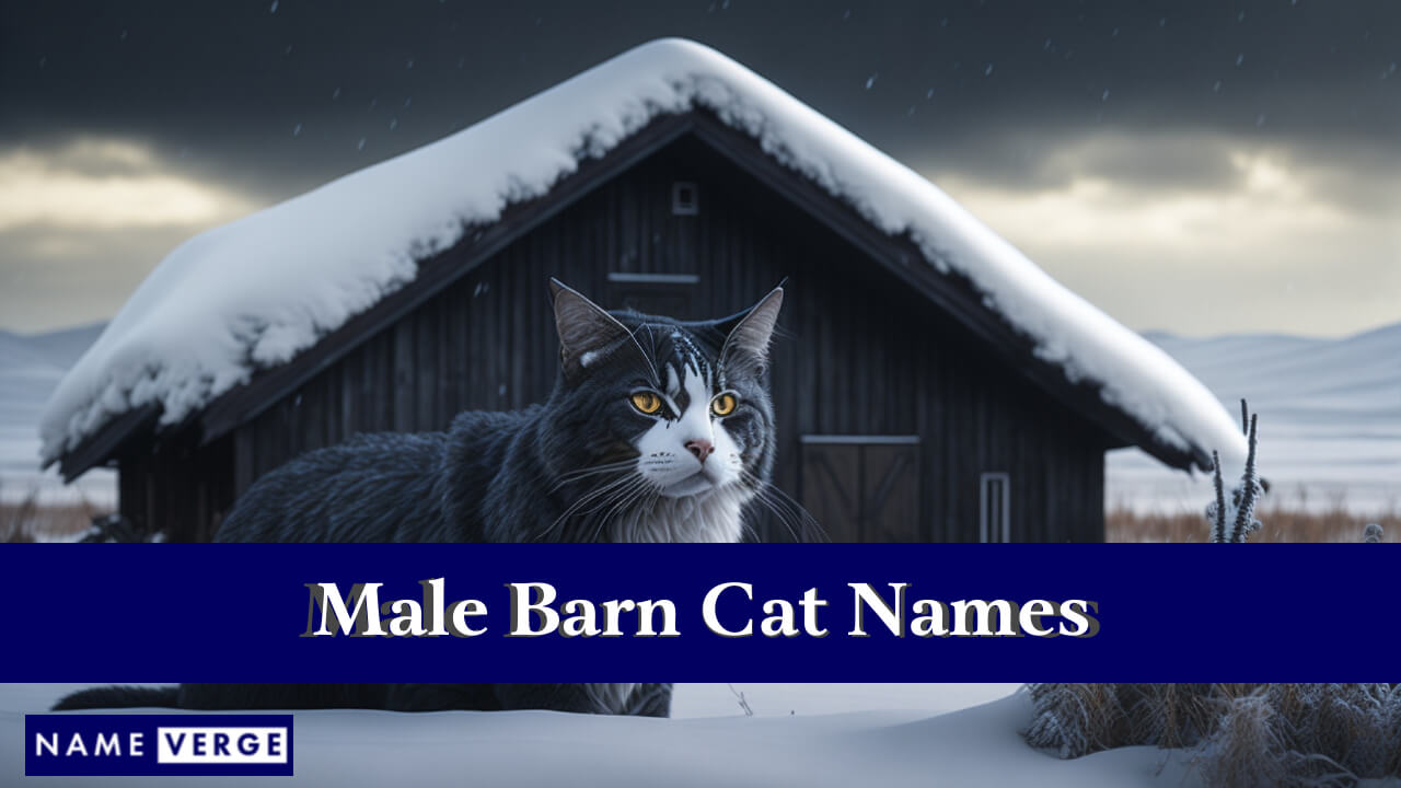 Male Barn Cat Names