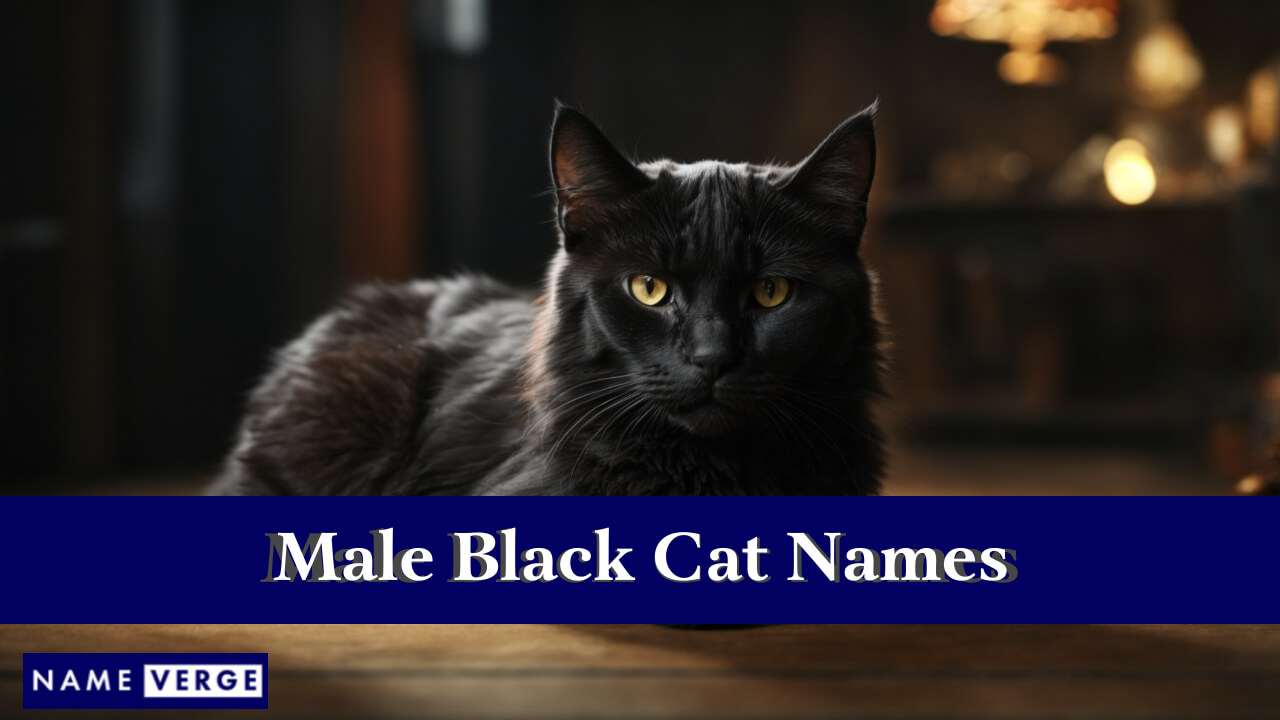 Male Black Cat Names