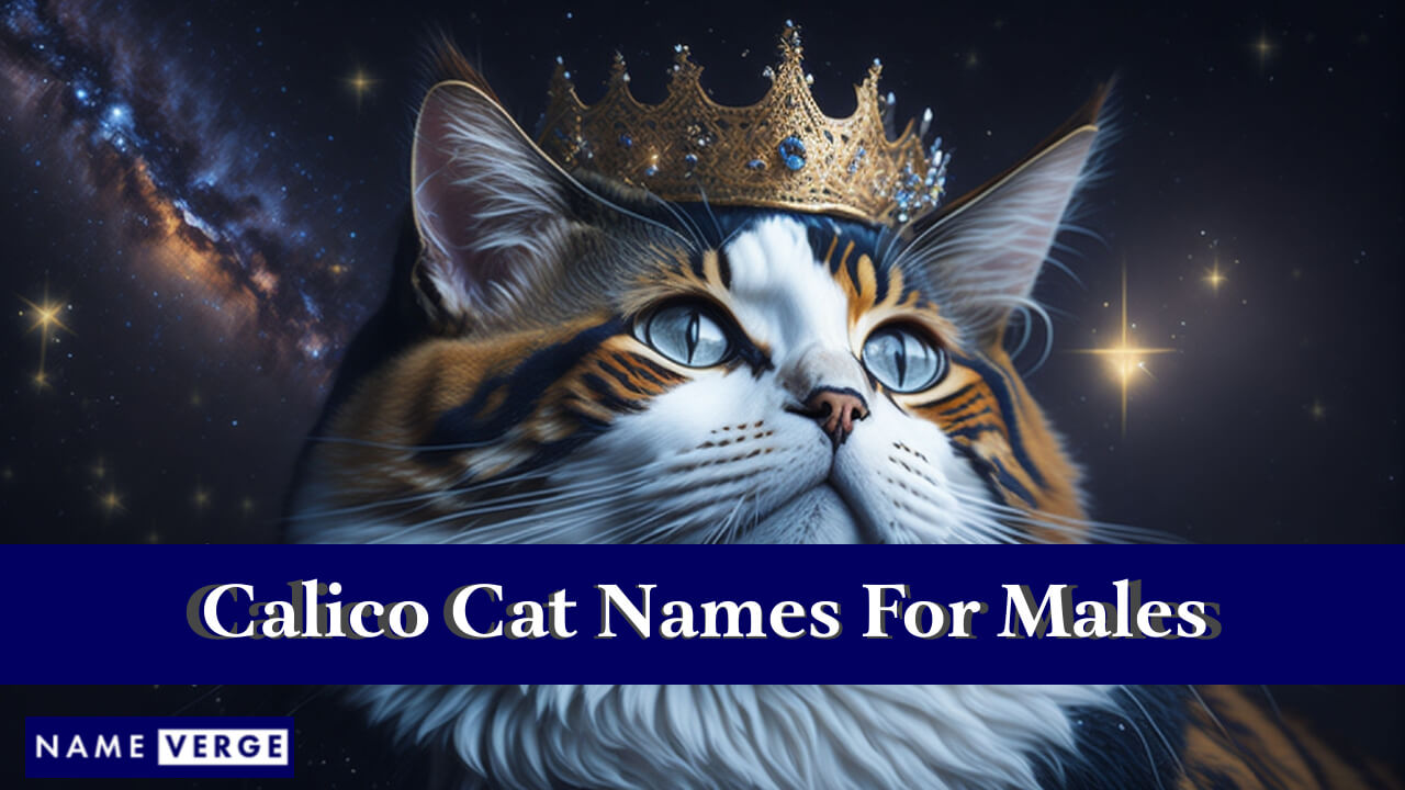 Calico Cat Names For Males