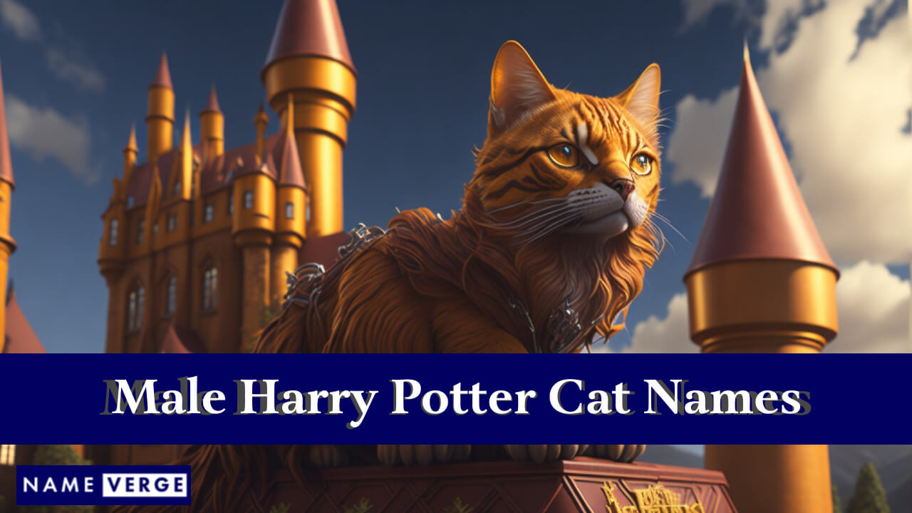 Male Harry Potter Cat Names