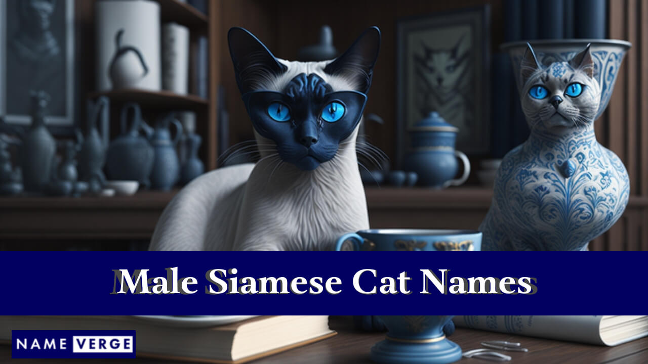Male Siamese Cat Names