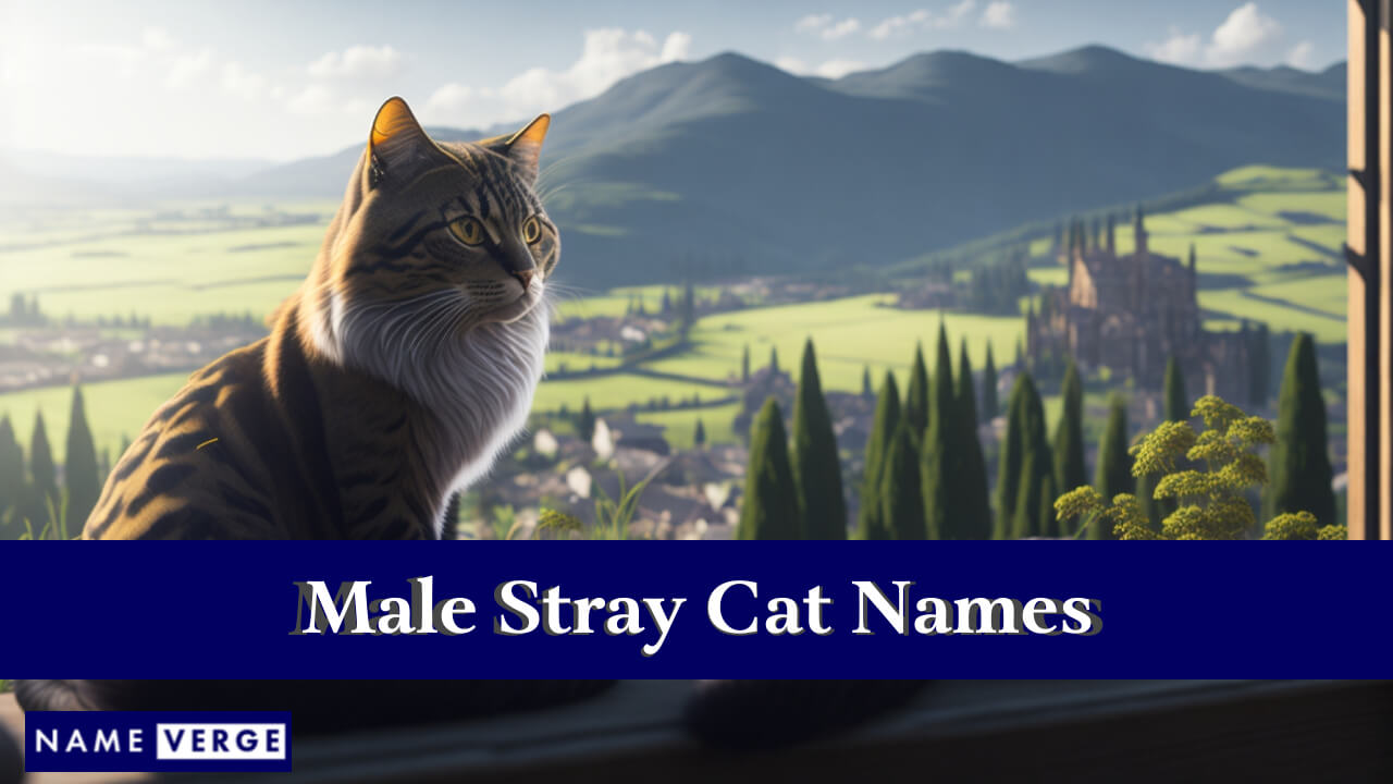 Male Stray Cat Names
