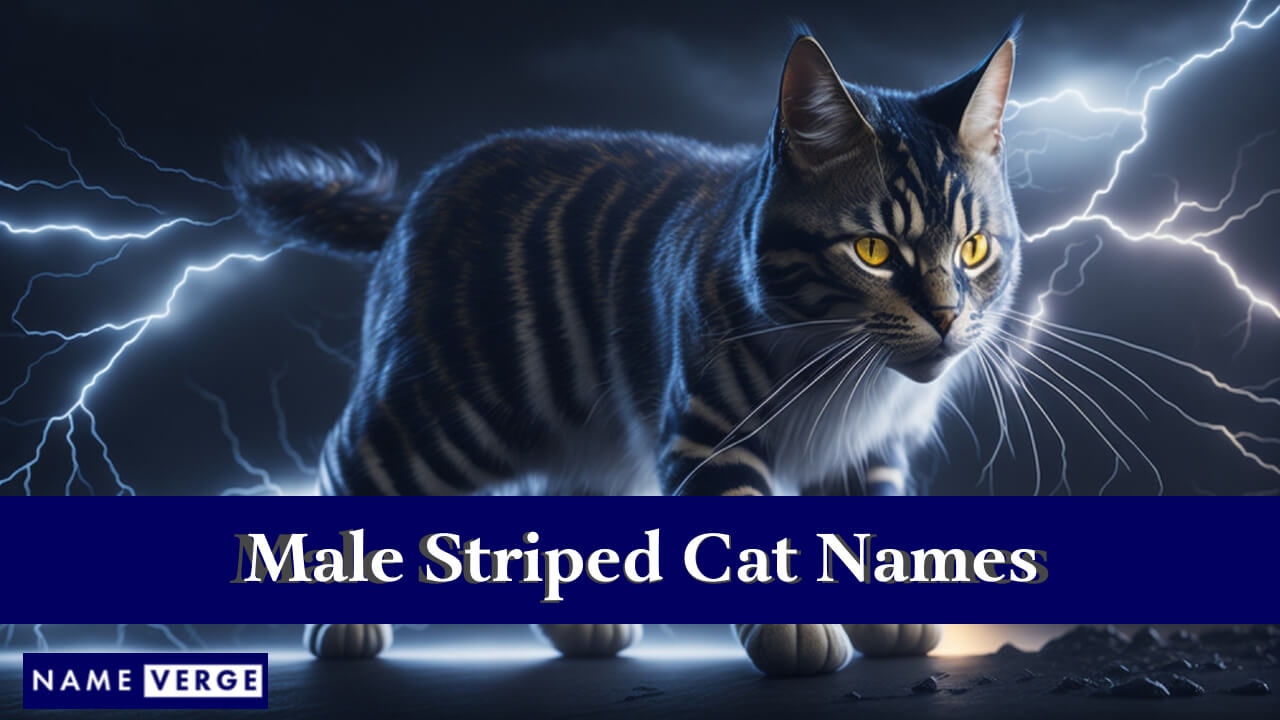 Male Striped Cat Names