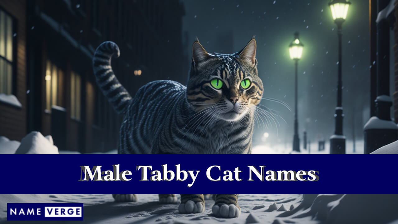 Male Tabby Cat Names