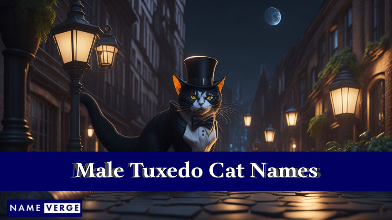 Male Tuxedo Cat Names