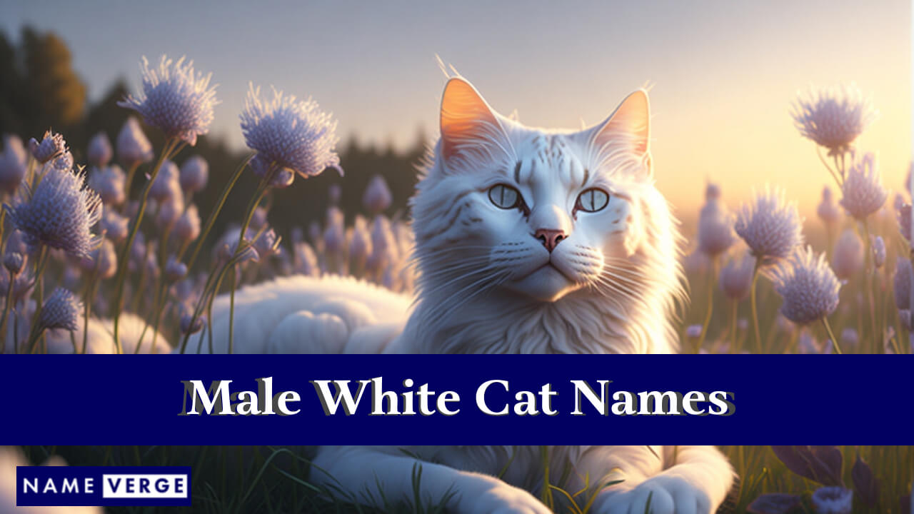 Male White Cat Names