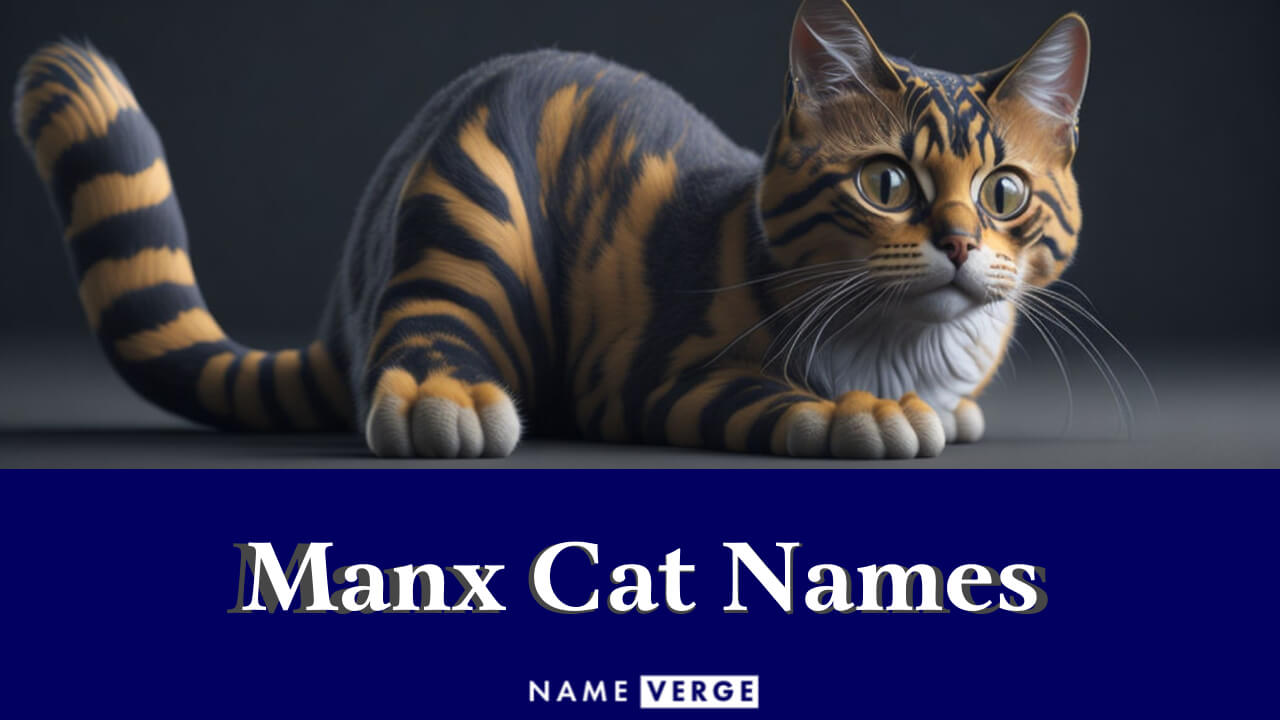 Manx Cat Names: 220+ Best Names For Manx Cats