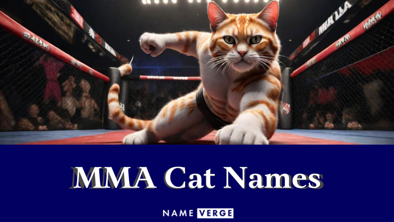 MMA Cat Names: 331+ Best MMA-Inspired Names You Love