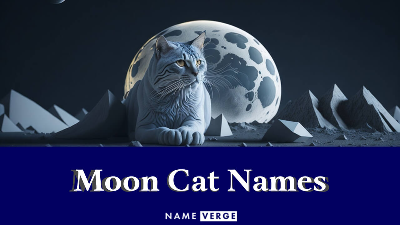 Moon Cat Names: 224+ Cool Moon Names For Cats