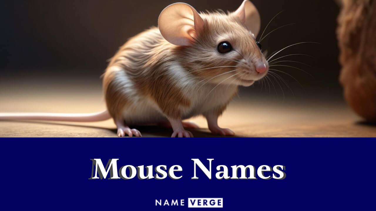 Mouse Names: 711+ Funny & Cute Names For Your Pet