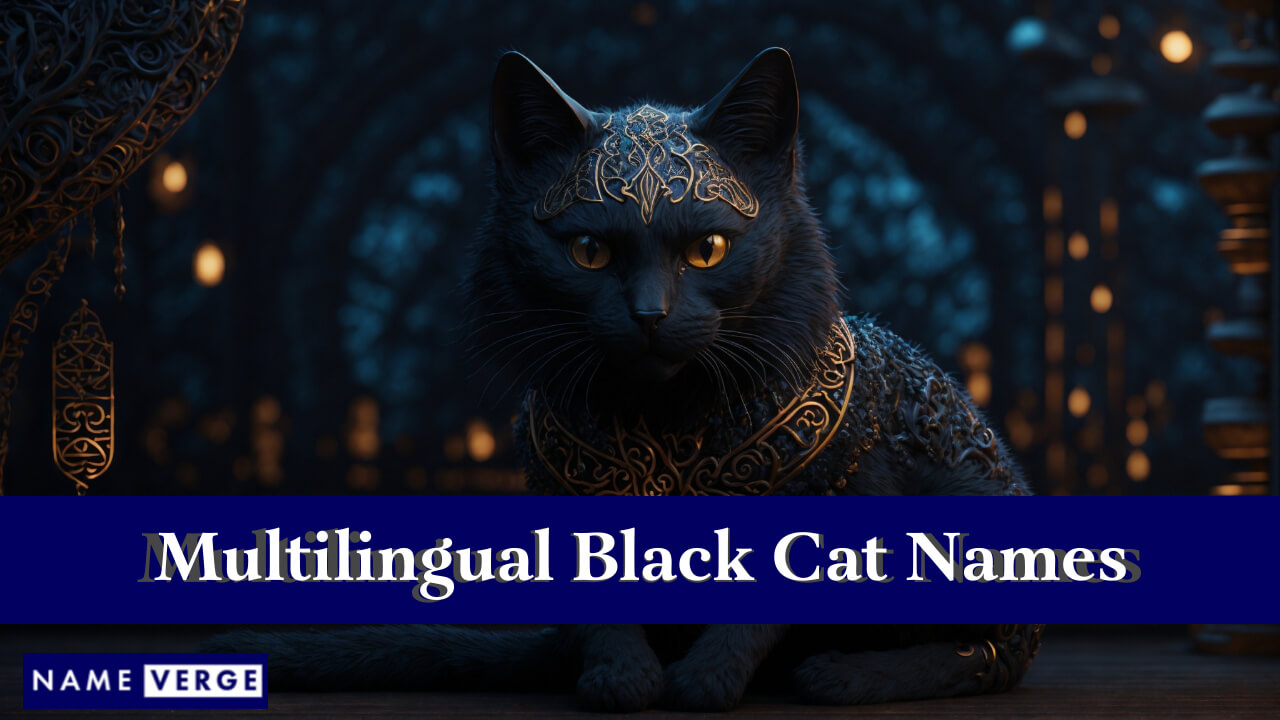 Black Cat Names In Other Languages