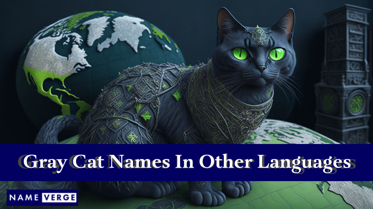 Gray Cat Names In Other Languages