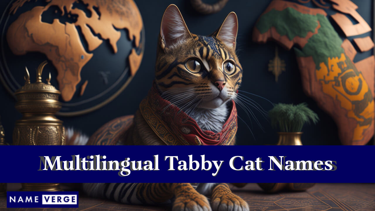Tabby Cat Names In Other Languages