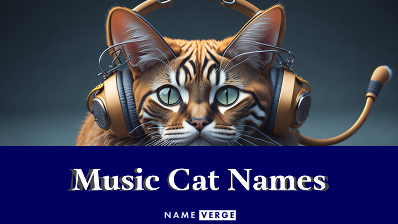 Music Cat Names: 199+ Cool Musical Cat Names