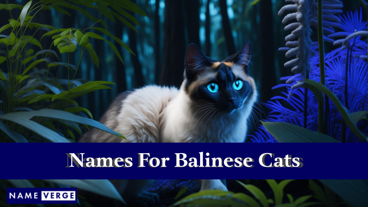 Names For Balinese Cats