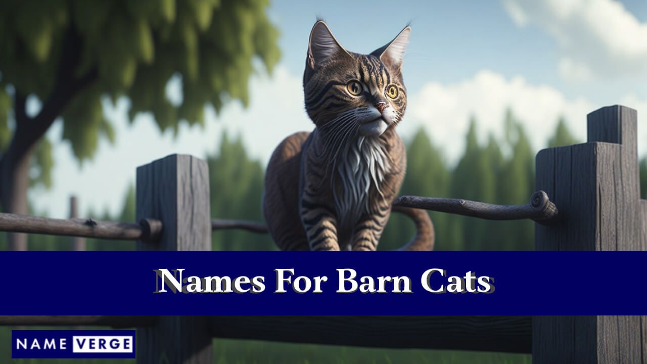 Names For Barn Cats