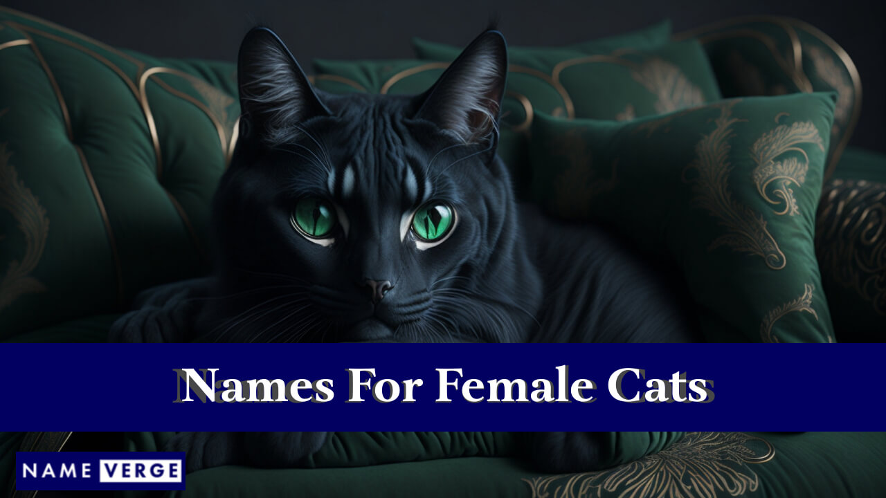 Names For Female Cats