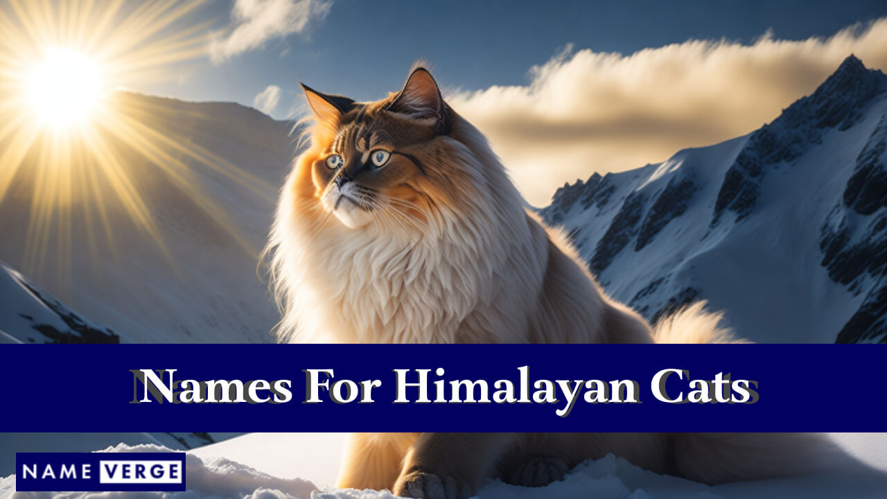 Names For Himalayan Cats