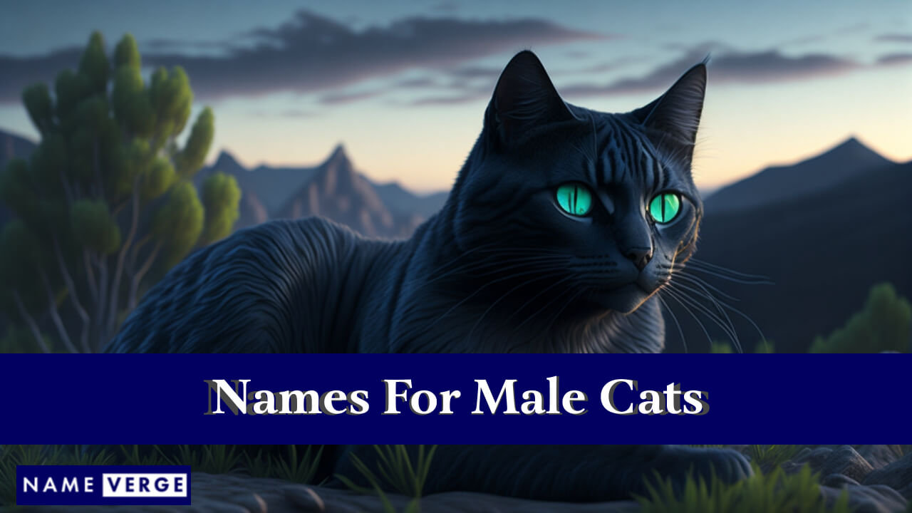 Names For Male Cats