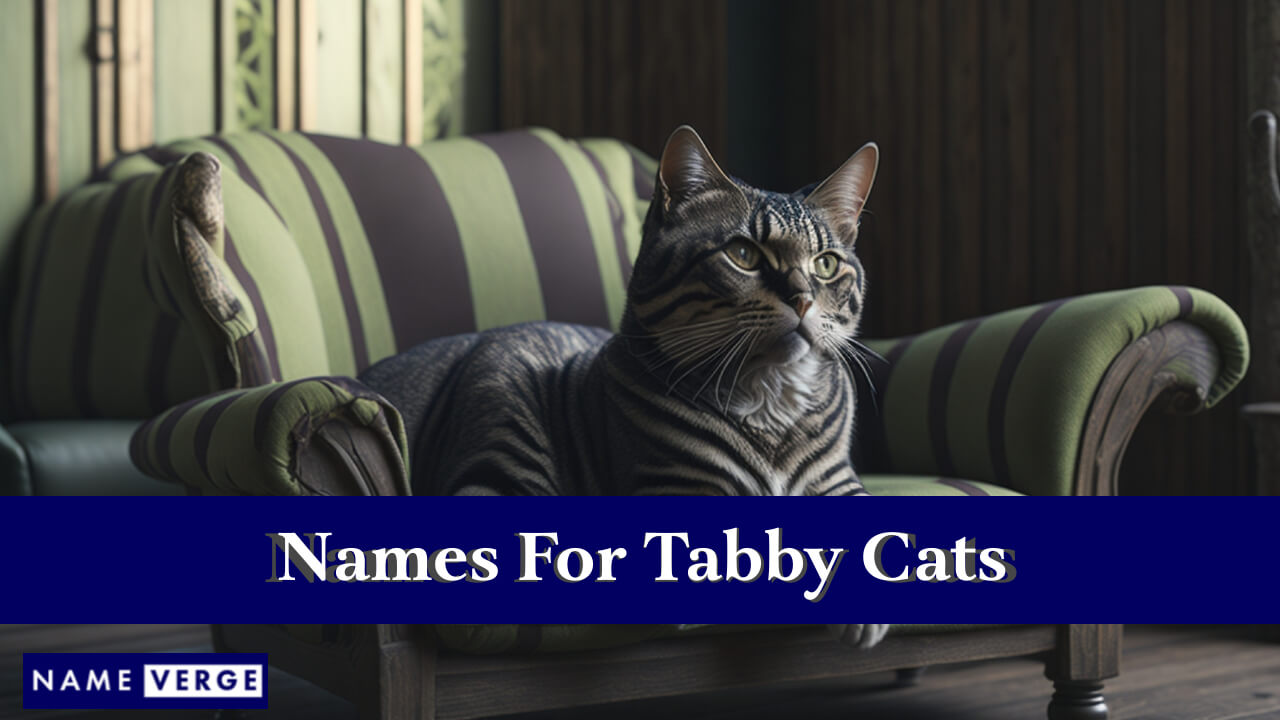 Names For Tabby Cats