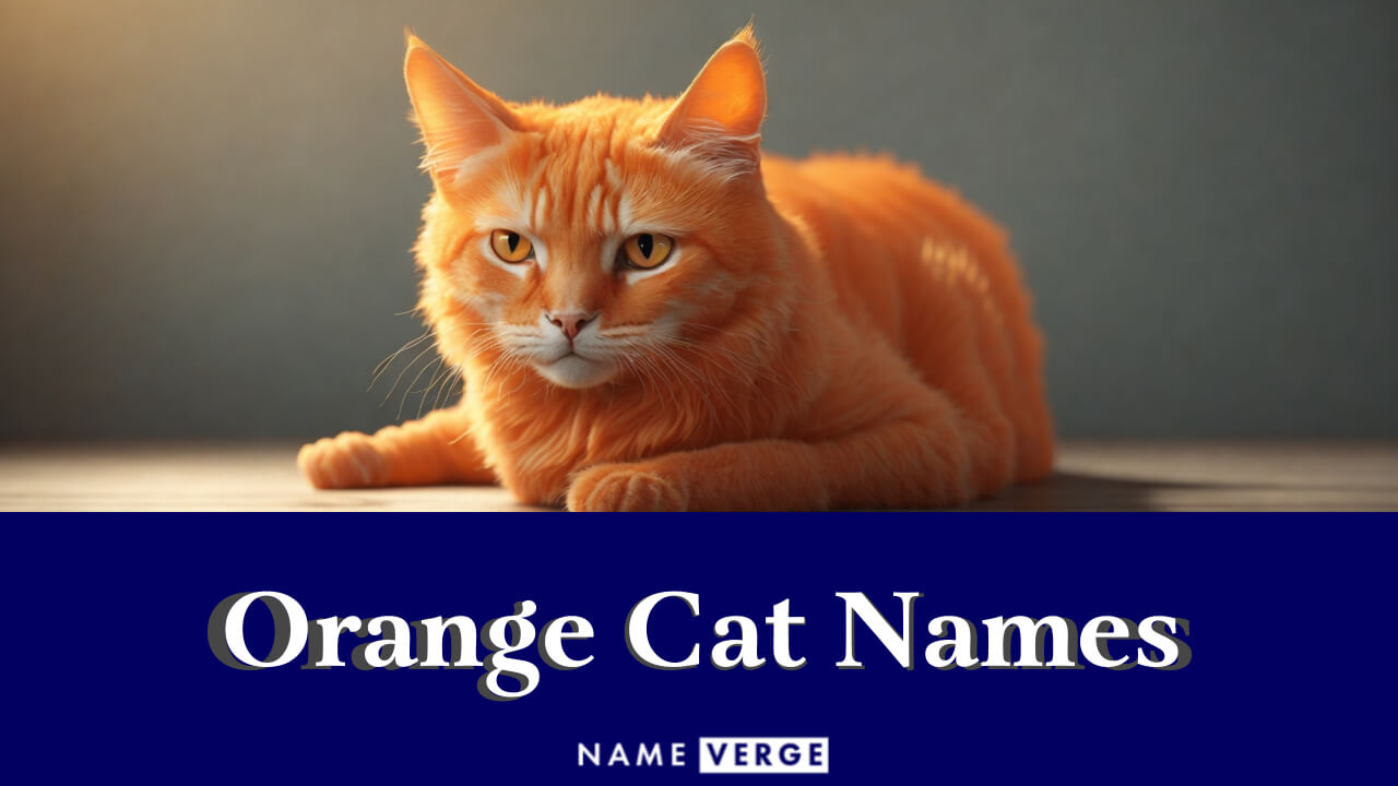 Orange Cat Names: 555+ Unique Names For Your Ginger Cats
