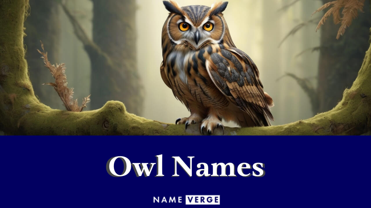 Owl Names: 505+ Funny Names For Your Big-Eyed Pet Bird