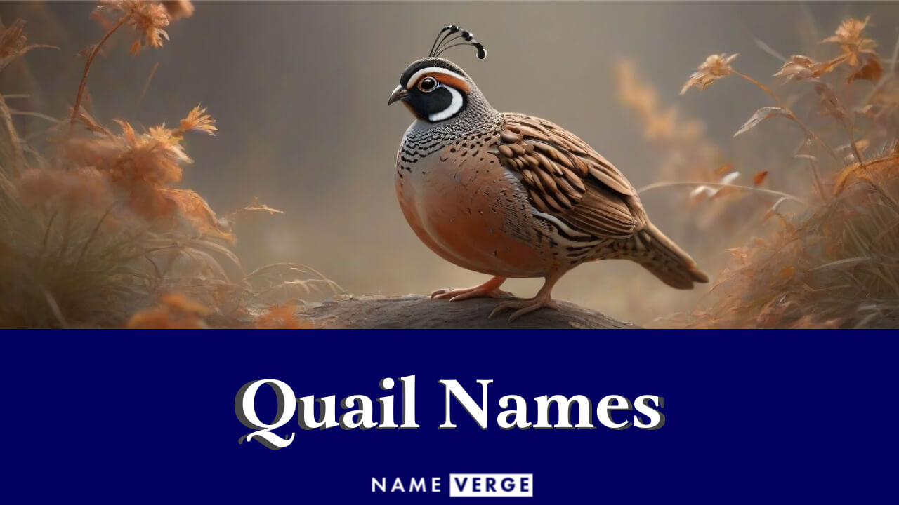 Quail Names: 535+ Funny Names For Your Cute Pet Quail
