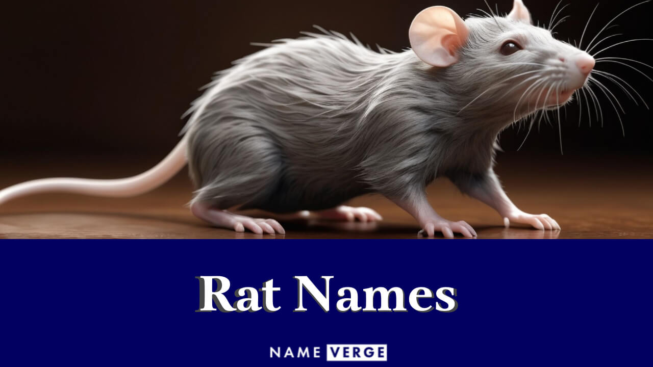Rat Names: 606+ Funny Names For Your Cute Pet Friend