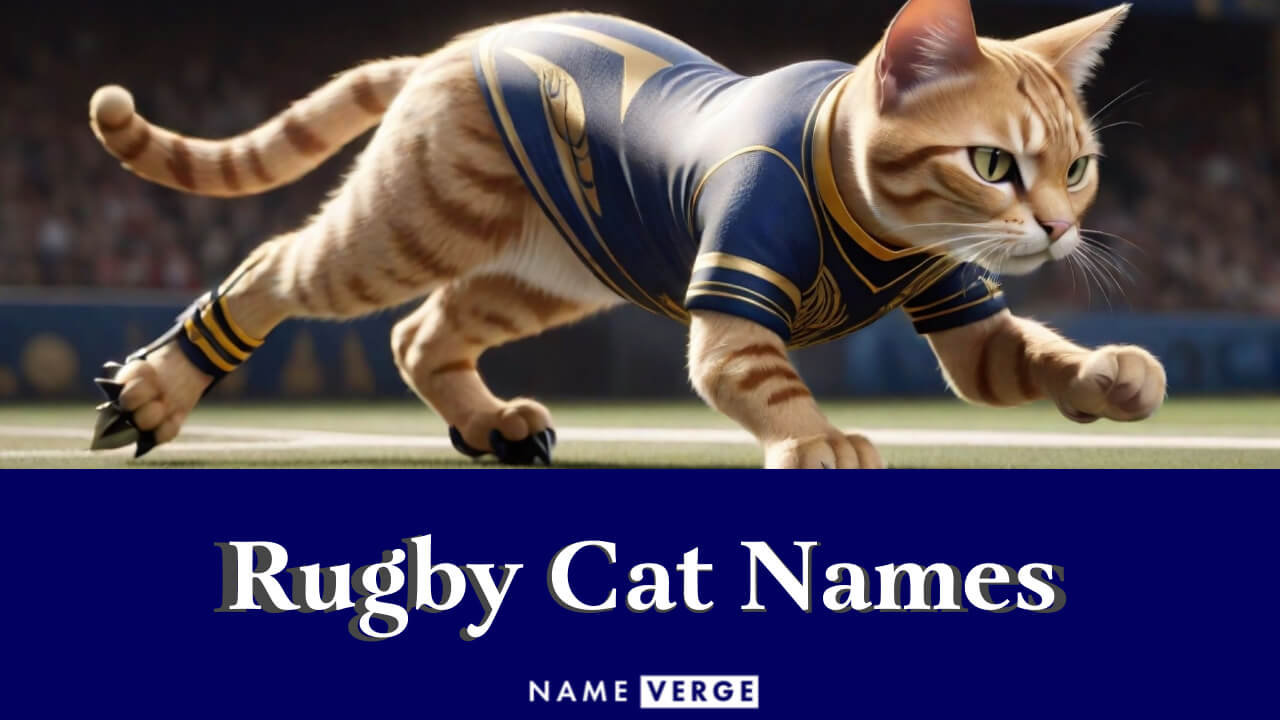 Rugby Cat Names: 232+ Rugged Rugby-Inspired Name Ideas