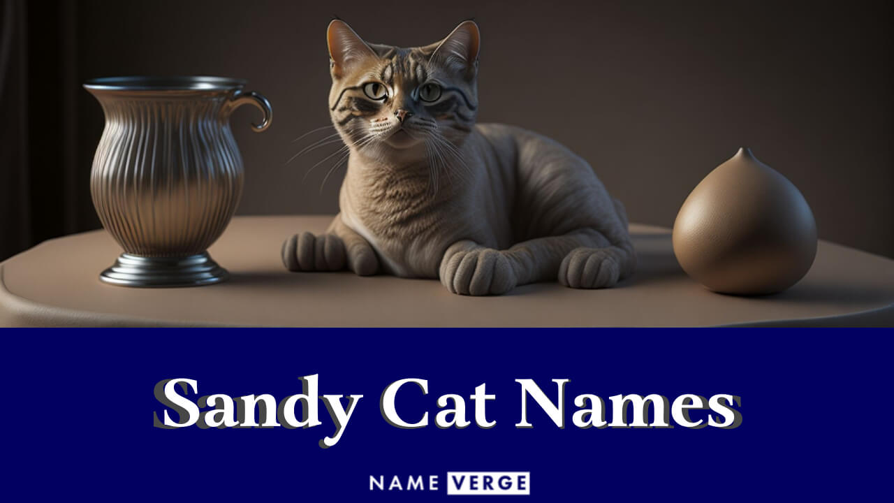 Sandy Cat Names: 222+ Unique & Inspiring Names