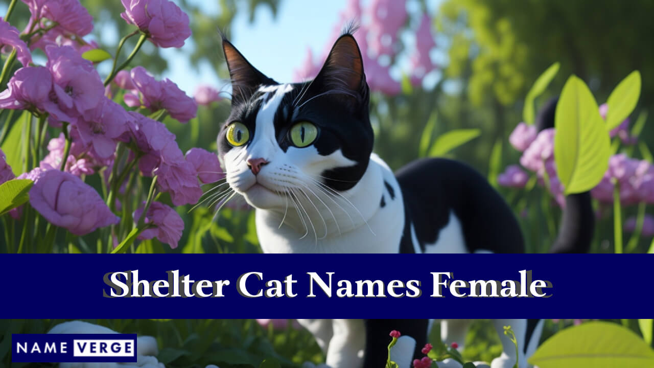 Shelter Cat Names Female