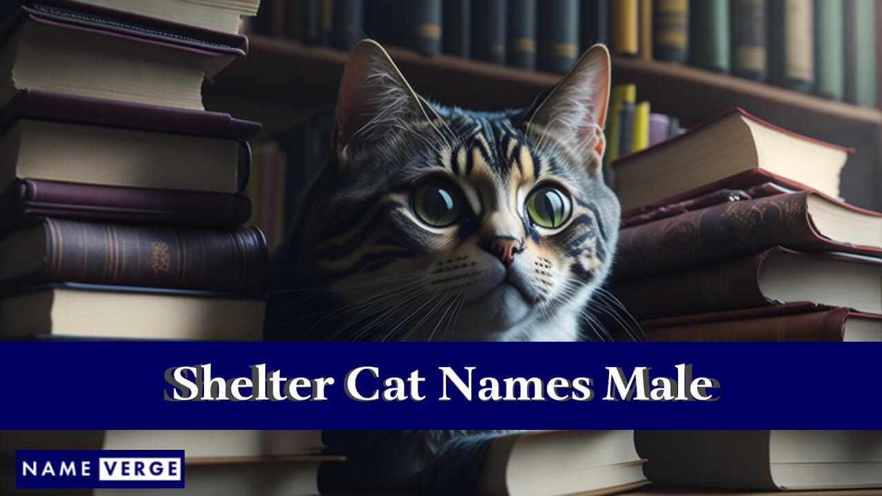 Shelter Cat Names Male