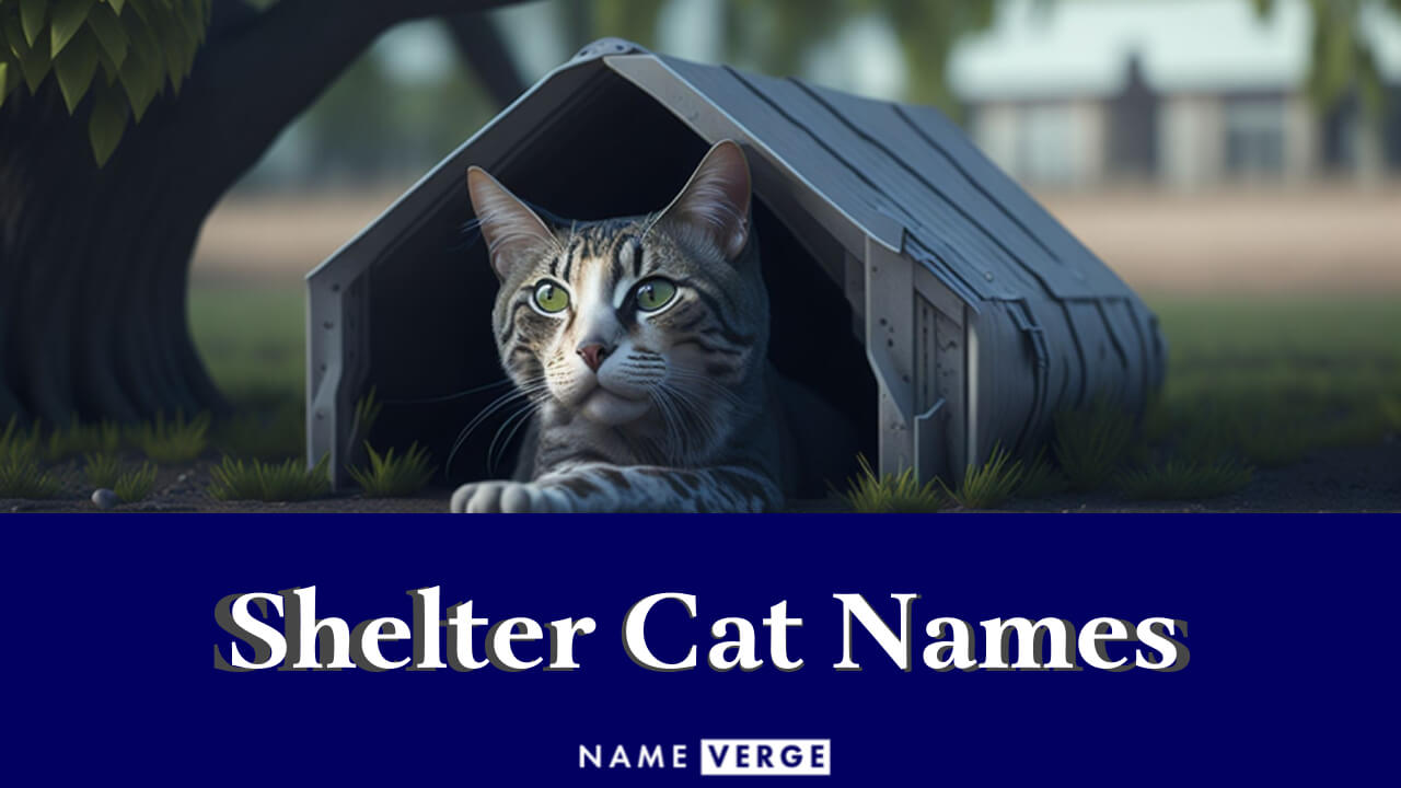 Shelter Cat Names: 232+ Unique Names For Your Cute Kitty