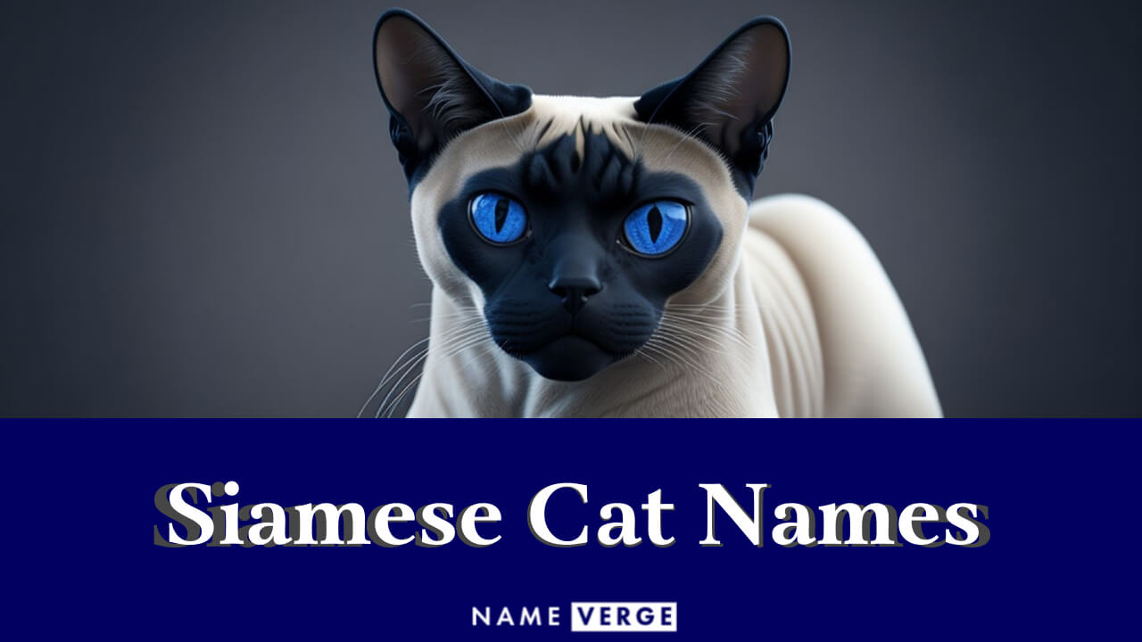 Siamese Cat Names: 399+ Best Names For Siamese Cats