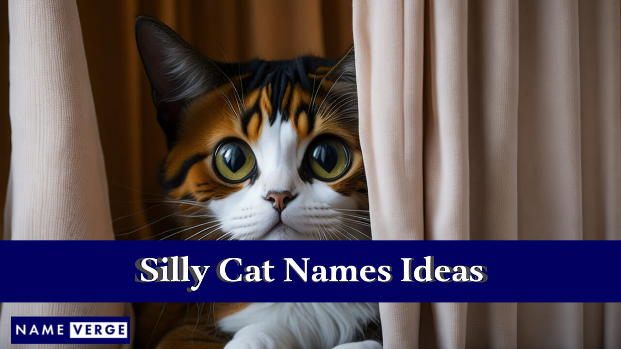 Silly Cat Names Ideas