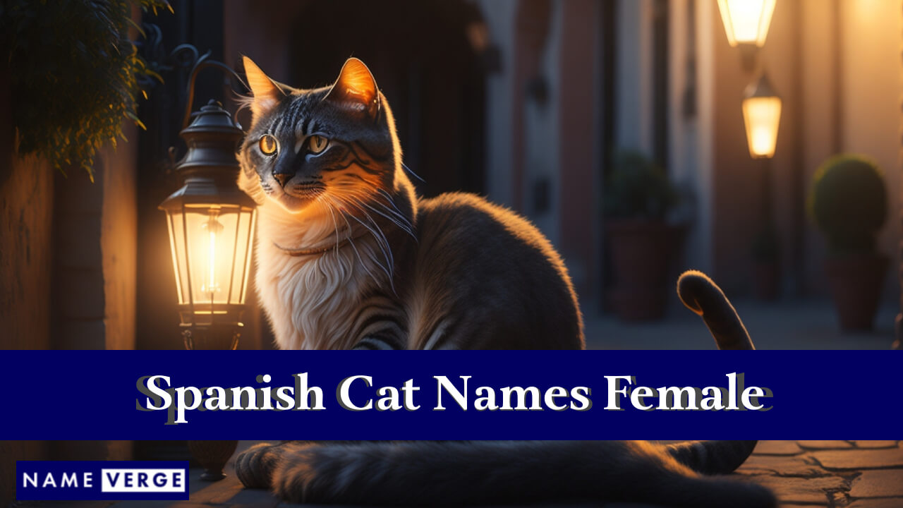 Spanish Cat Names Female