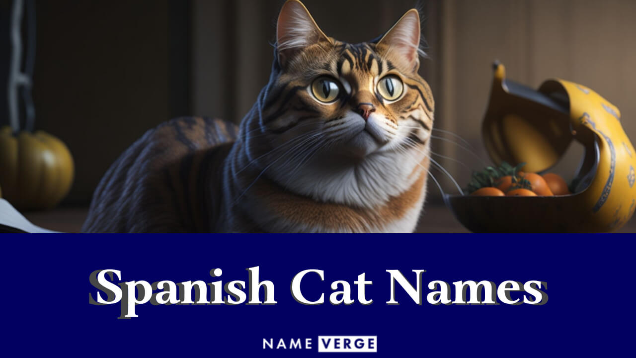 Spanish Cat Names: 325 Exotic Names For Your Fabulous Cat