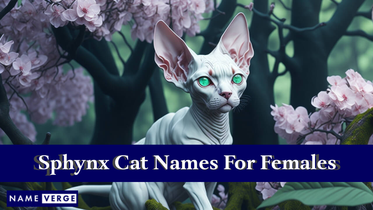 Sphynx Cat Names For Females